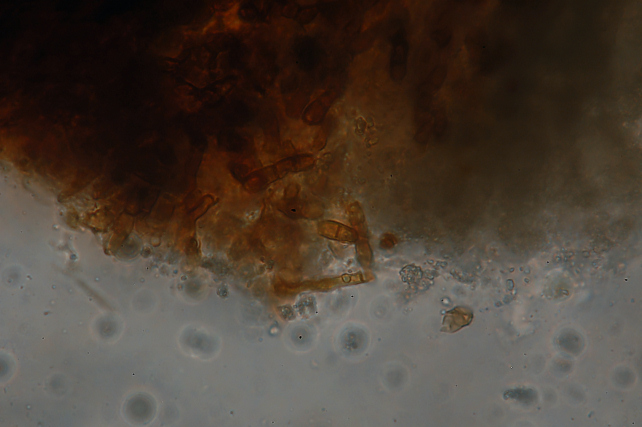 Forse non sarà un Aphyllophorales (Peniophora polygonia)